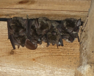 Eine Gruppe Grauer Langohren hängen an der Decke eines Holzschuppens