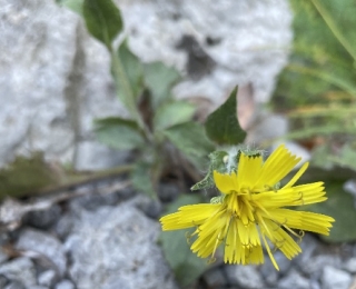 Gelbblühende Blume