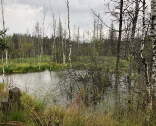 Sulzschneider Wald