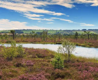 Moorauge im schwarzen Moor