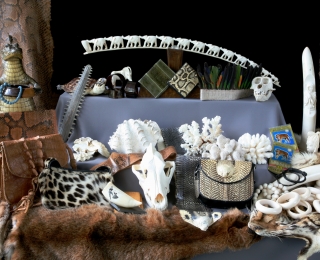 Tisch mit geschützten Souvenirs, wie Schädel, Fellen und Elfenbein