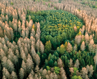 Waldsterben