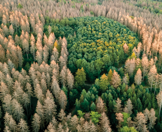 Waldsterben 