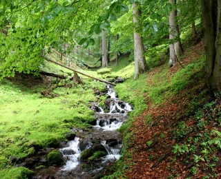 Bach im Thüringer Wald