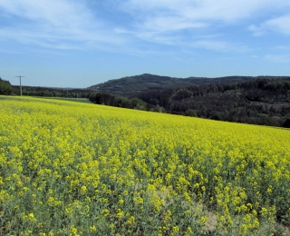 Ein gelb blühendes Rapsfeld in der Eifel