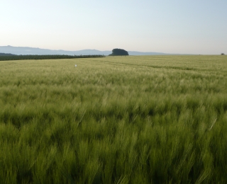 Agrarlandschaft in der Nordeifel