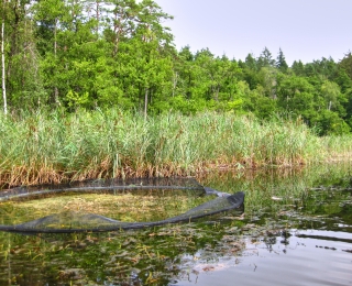 Das Bild zeigt ein sog. Exclosure im See, einen Bereich, in dem Fische "ausgesperrt" werden, um nachzuweisen, dass der Fischbestand einen Einfluss auf die Characeen hat. In diesem Fall hier positiv, da im Exclosure Characeen wachsen.