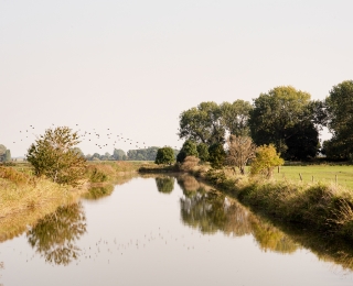 Königspriel mit Vogelschwarm, Krautsand