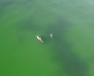 Schweinswal-Mutter mit Kalb