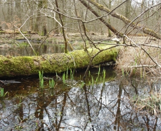 Bachaue im Bienwald