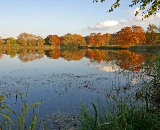 Wiesenteich im Herbst