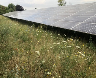 Blühwiese mit Photovoltaikanlage