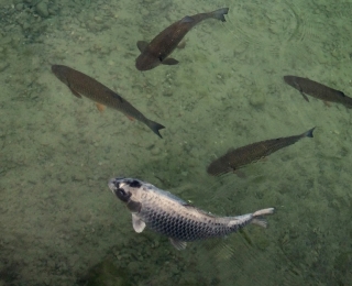 Goldfisch im Riemer See