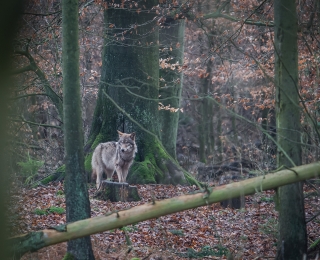 A wolf in the forest