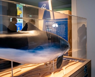 Schweinswal-Exponat in der Ausstellung