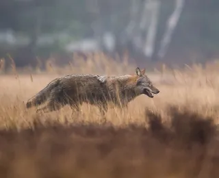 Ein Wolf durchquert das Bild von links nach rechts in einer herbstlichen Landschaft