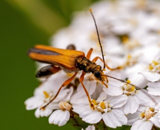 Echter Schenkelkäfer an bluhendem Feldsaum