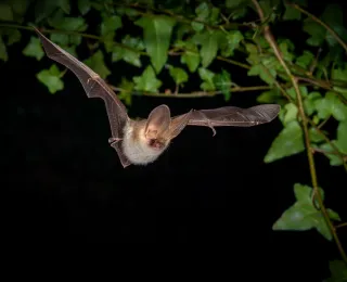 Die Abbildung zeigt ein braunes Langohr im Flug
