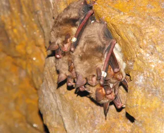 Ein Cluster von Großen Mausohren im Winterquartier im Harz