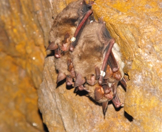 Ein Cluster von Großen Mausohren im Winterquartier im Harz