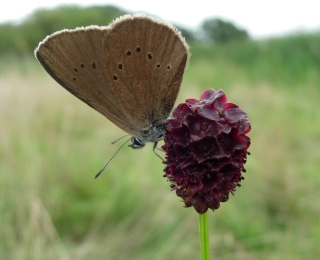 Dunkler Wiesenknopf-Ameisenbläuling auf dem großen Wiesenknopf