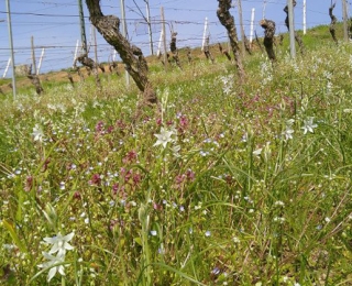 Frühlingsvegetation im Weinberg