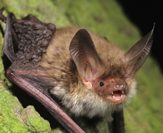 Großaufnahme einer Bechsteinfledermaus