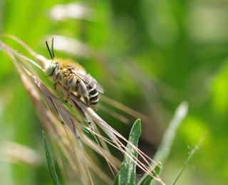 Nahaufnahme einer Dünen-Pelzbiene