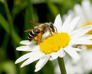 Eine Gemeine Sandbiene auf einer Margeritenblüte