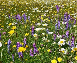 blütenreiche Wiese