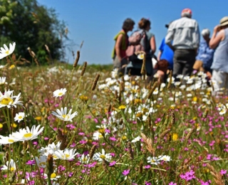 Exkursionsteilnehmende auf einer blütenreichen Wiese