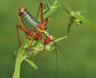 Männchen der Laubholz-Säbelschrecke, dunkle Morphe
