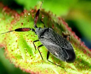 Essigrosen-Dickfühlerweichwanze sitzt auf einer Knospe der Essigrose