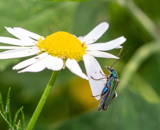 Oedemera nobilis auf Wiesenmargerite