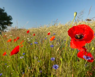 Blütenreicher Ackerrandstreifen