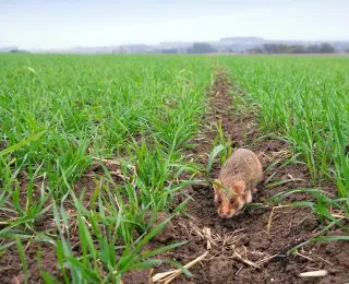 Ein Feldhamster läuft über ein Feld, auf dem junge Getreidepflanzen stehen.