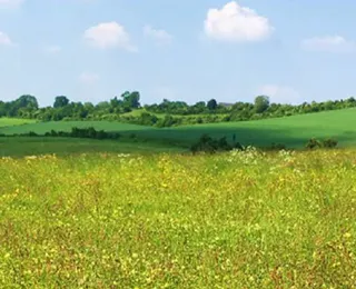 blühende Magerwiese