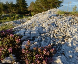 Thymian auf einer Gipsquellkuppe