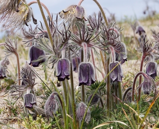 Das Das Foto zeigt Wiesenkuhschellen auf sandigem Boden der Ostseeküste