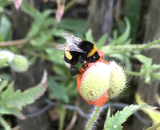 Hummel auf Mohnknospe