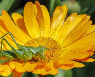 Grünes Heupferd auf gelber Blüte