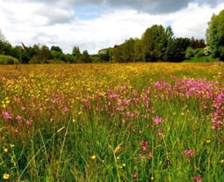 blühende Wiese