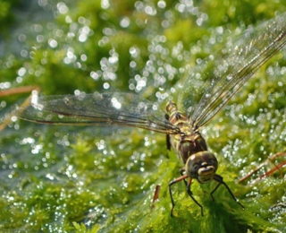 Weibchen der Hochmoor-Mosaikjugfer bei der Eiablage