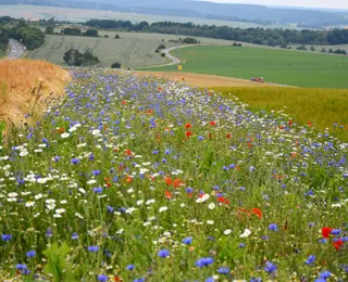 Kulturlandschaft mit Blühstreifen