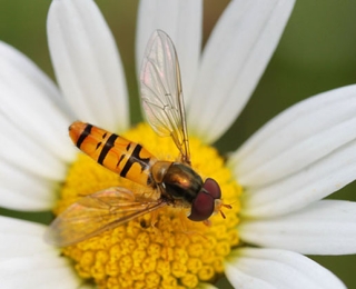 Hainschwebfliege auf Wiesen-Margerite