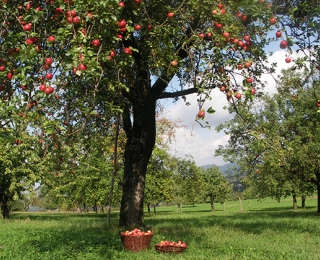 Zwei gefüllte Obstkörbe auf einer Streuobstwiese