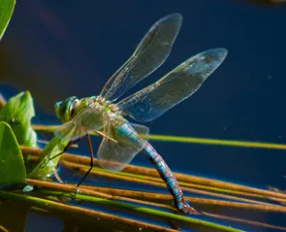 Große Königslibelle bei der Eiablage