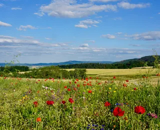 Kulturlandschaft mit blühender Fläche im Vordergrund