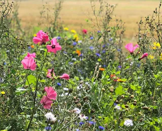 Artenreicher Blühstreifen vor einem Getreidefeld