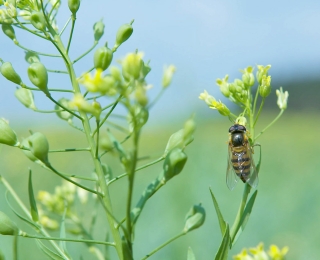 Schwebfliege an Leindotter